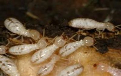 Worker termites