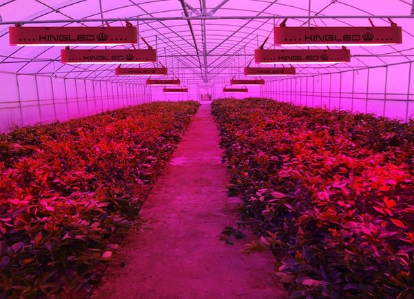 King Plus 1200w LED Grow Light Double Chips Full Spectrum with UV and IR  for Greenhouse Indoor Plant Veg and Flower