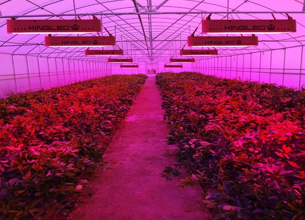 King Plus 1200w LED Grow Light Double Chips Full Spectrum with UV and IR for Greenhouse Indoor Plant Veg and Flower