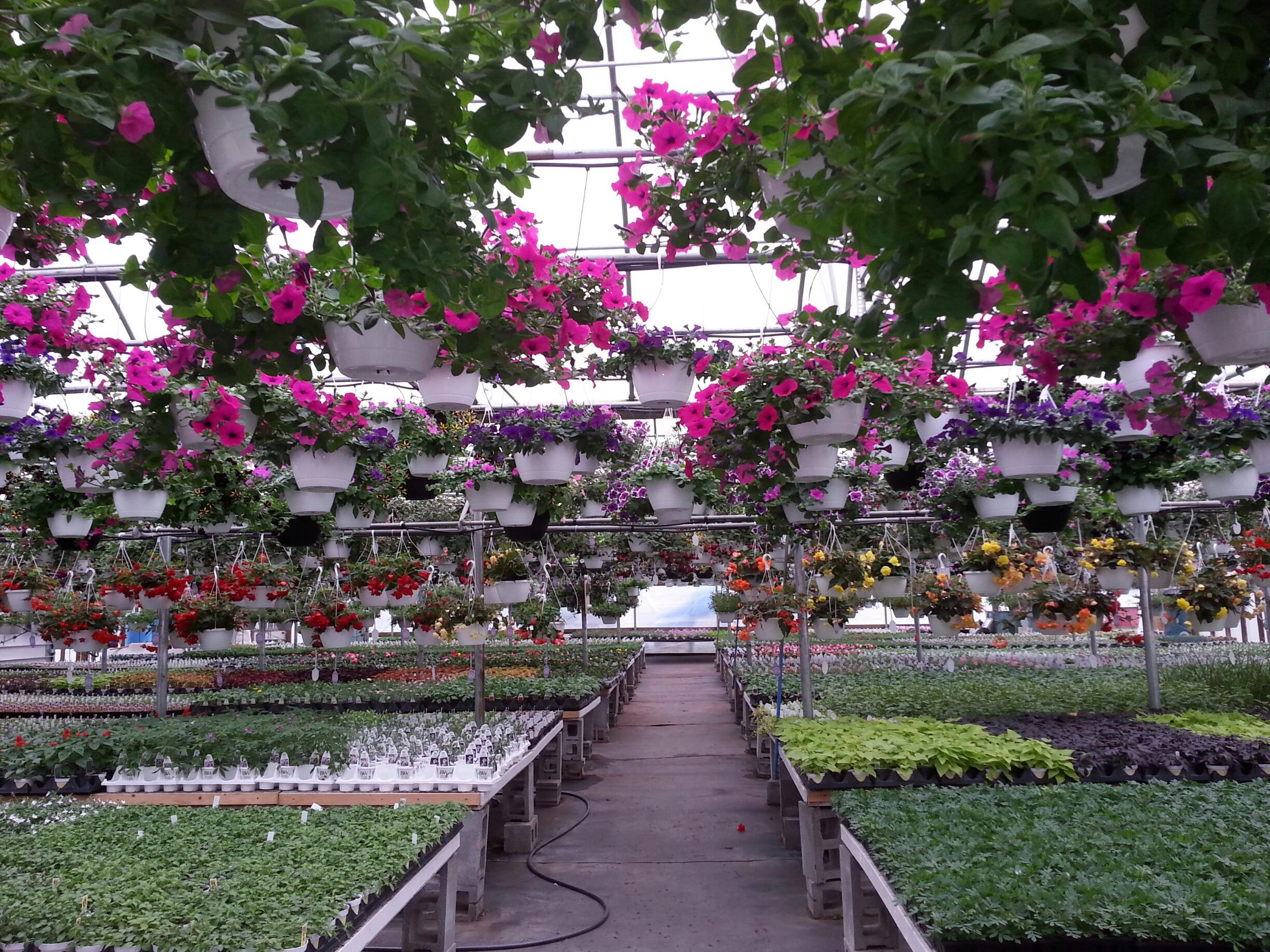 H & B Greenhouse & Nursery Garden Center, Plants