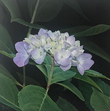 Hydrangea #3, 2020, Oil on Panel, 8" x 8"