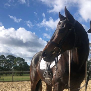 Let us help you keep your equine friend happy 