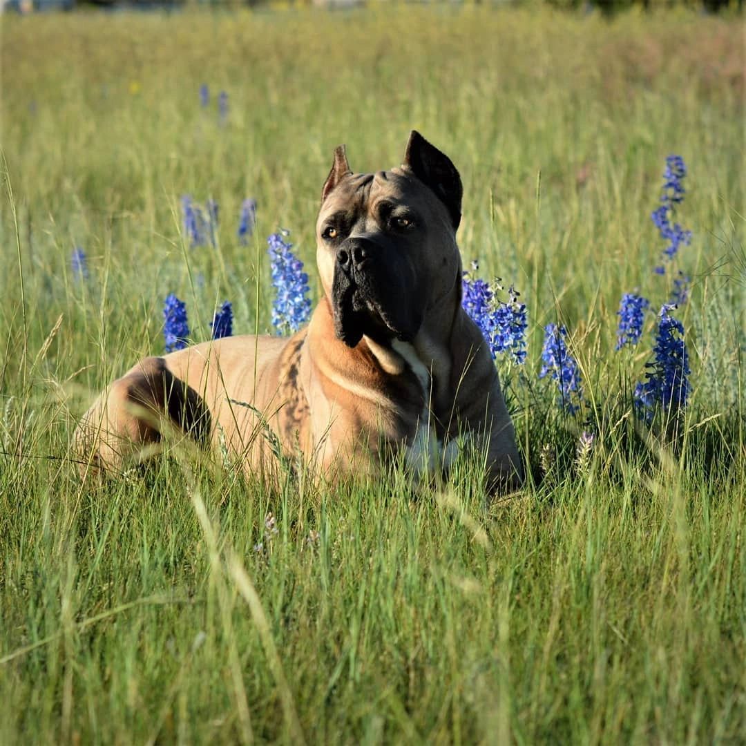 Windy Pine Cane Corso