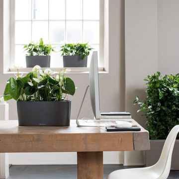 office plants, plant, plants, indoor plants, self watering planters, home office, low light