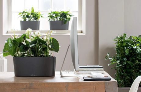 office plants, plant, plants, indoor plants, self watering planters, home office, low light, desk