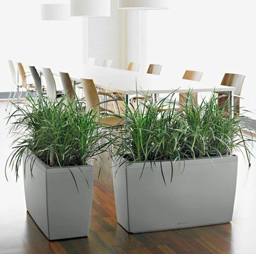 office plants, plant, plants, indoor plants, self watering planters, home office, low light