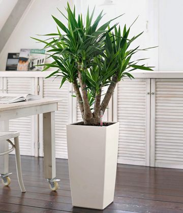 office plants, plant, plants, indoor plants, self watering planters, home office, low light