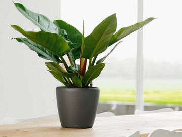 office plants, plant, plants, indoor plants, self watering planters, home office, low light