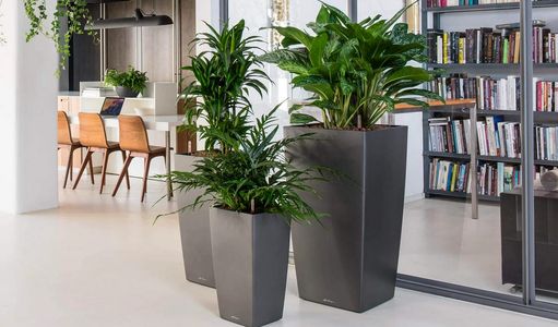 office plants, plant, plants, indoor plants, self watering planters, home office, low light, desk