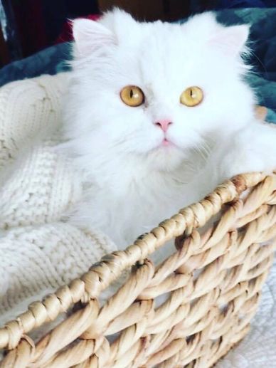 Patches x Digs Kitten
"Anabelle"