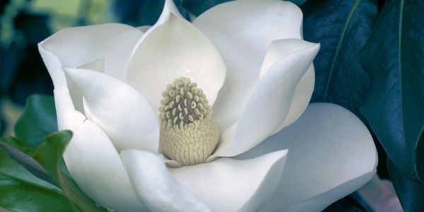 Magnolias Flower and Leaves