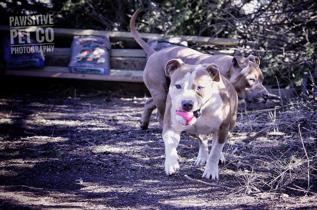 American bully pocket Abkc 