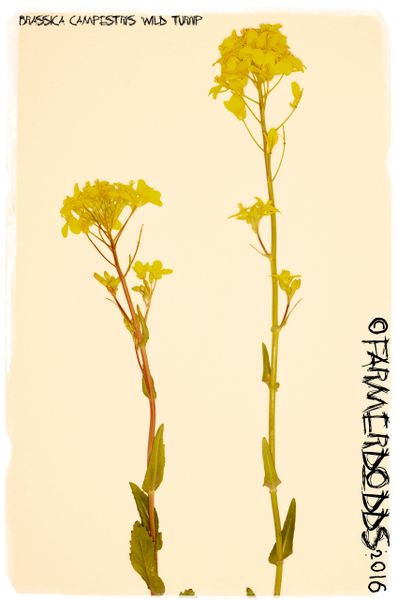 Brassica rapa campestris Wild Turnip PFAF Plant Database