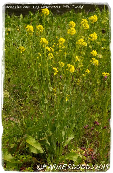 Brassica rapa ssp. campestris 'Wild Turnip' 50+ SEEDS