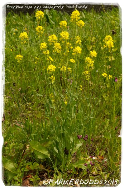 Brassica rapa ssp. campestris 'Wild Turnip' 50+ SEEDS | Papaver ...