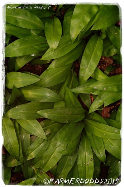 100 SEEDS Ex. Co. Durham, England Allium ursinum 'Ramsons' 