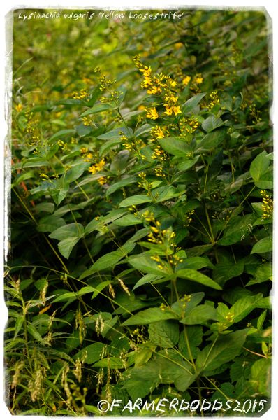 Lysimachia vulgaris 'Yellow Loosestrife' SEEDS | Papaver Somniferum ...