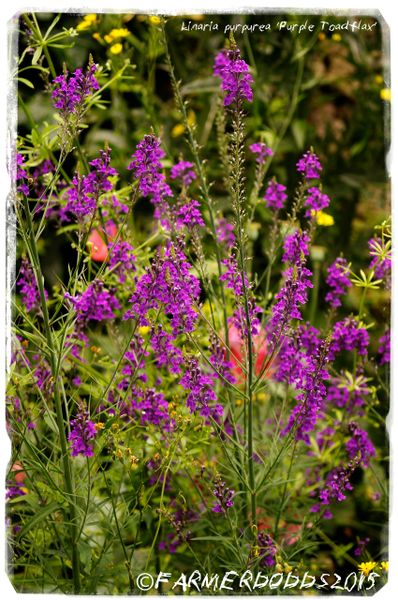 Linaria purpurea 'Purple Toadflax' 300+ SEEDS | Papaver Somniferum