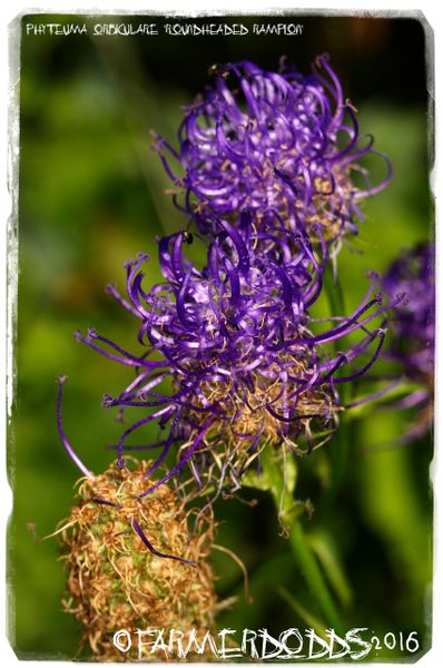 Phyteuma orbiculare 'Round-headed Rampion' 50+ SEEDS | Papaver ...