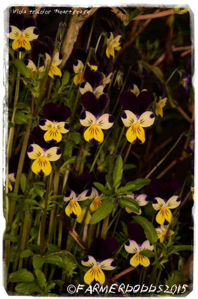 SEEDS 200 Ex. Co. Durham, England Viola tricolor 'Heartsease'