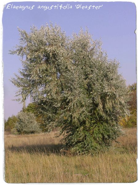 SEEDS Elaeagnus angustifolia ‘Oleaster/Russian Olive’ 25 