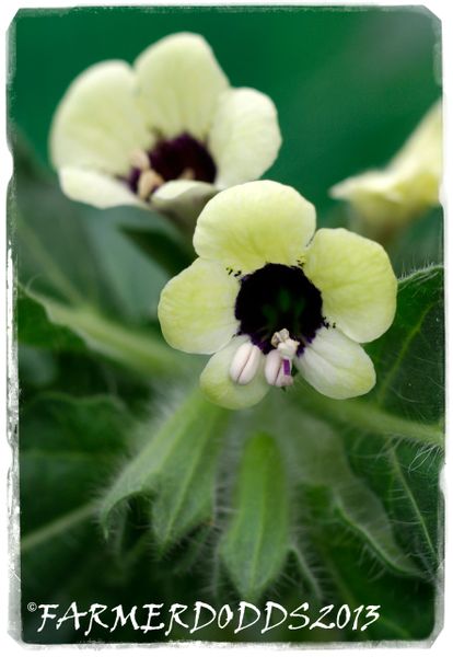 Hyoscyamus Albus White Henbane Seeds Papaver Somniferum Seeds Poppy