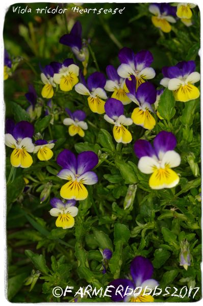 Ex. Co. Durham, England SEEDS Viola tricolor 'Heartsease' 200