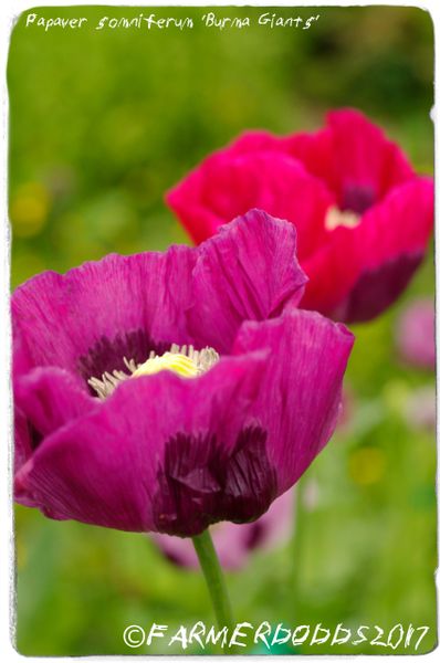 papaver somniferum seeds | Papaver Somniferum SEEDS POPPY HERBS FRUIT ...