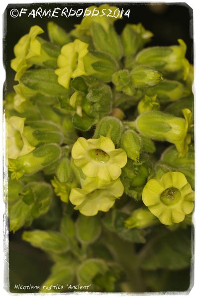 Store — Nicotiana Rustica