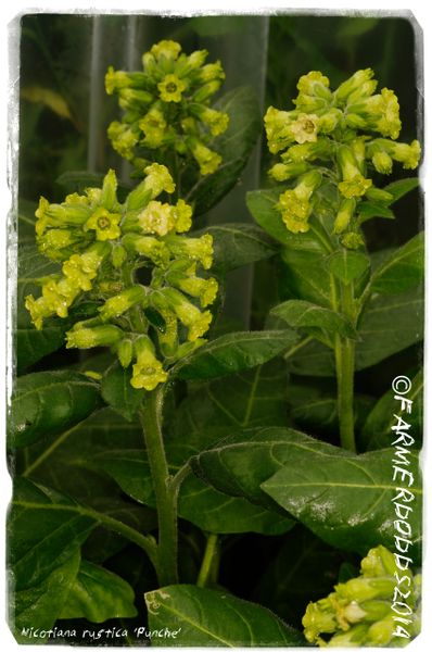 Store — Nicotiana Rustica