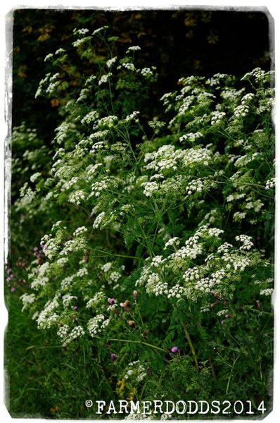 Conium maculatum ‘Poison Hemlock’ SEEDS | Papaver Somniferum SEEDS ...