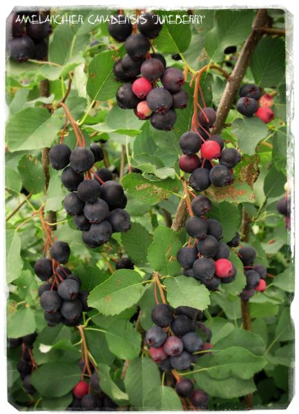 Amelanchier Canadensis Juneberry Seeds Papaver Somniferum Seeds Poppy Herbs Fruit Wild Flowers