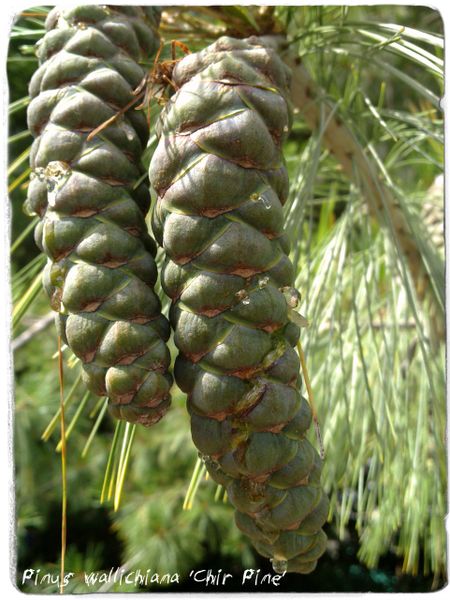 Bhutan Pine Pinus Wallichiana Magnificent specimen or bonsai tree fresh seeds 