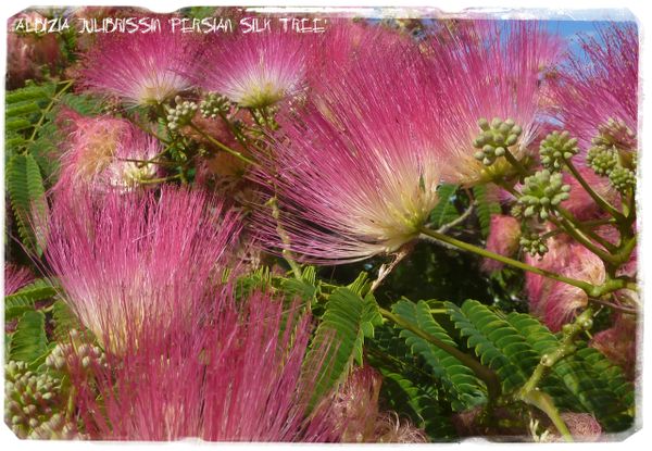 Albizia Julibrissin Persian Silk Tree 25 Seeds Papaver Somniferum Seeds Poppy Herbs Fruit Wild Flowers