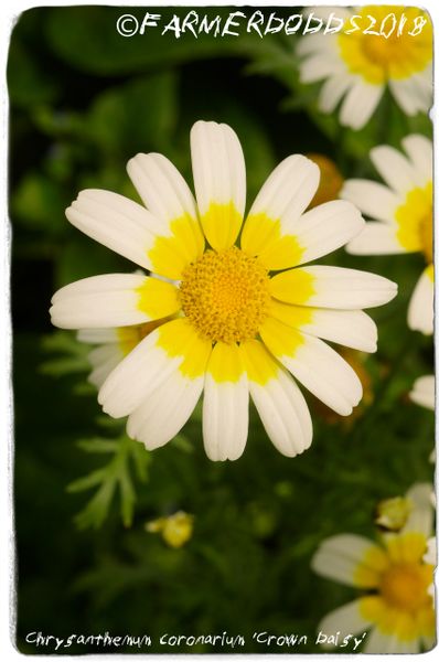 Details about   100Pcs Crowndaisy Chrysanthemum Crown Daisy Flower Seeds Glebionis Coronaria 