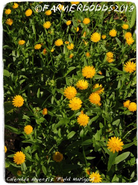 Calendula Officinalis Seeds - 600 Seeds