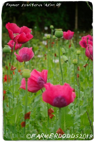 Papaver somniferum 'Asian O.B' [AKA. Asian Smooth Pod] 200 SEEDS ...