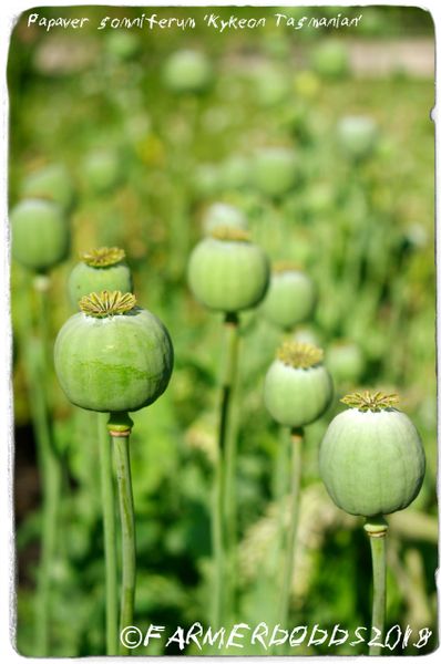 Papaver somniferum 'Kykeon Tasmanian' SEEDS | Papaver Somniferum SEEDS ...