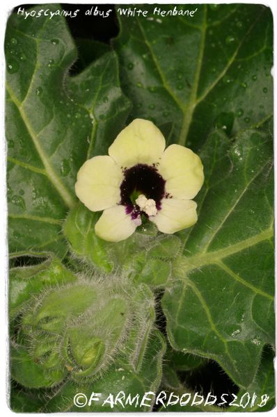 Hyoscyamus Albus White Henbane Ex Athens Greece 100 Seeds