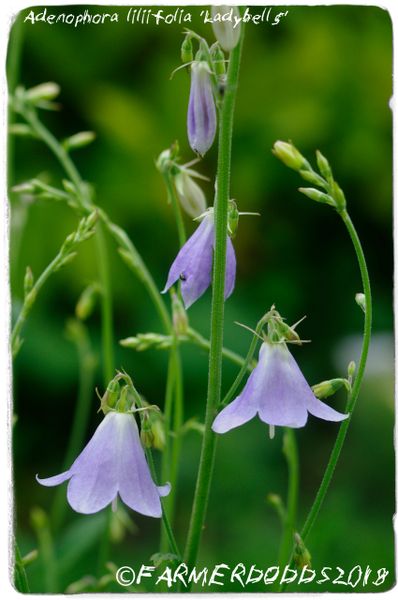 Adenophora liliifolia ‘Ladybells' 100+ SEEDS | Papaver Somniferum SEEDS ...