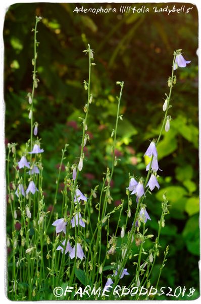 Adenophora liliifolia ‘Ladybells' 100+ SEEDS | Papaver Somniferum SEEDS ...