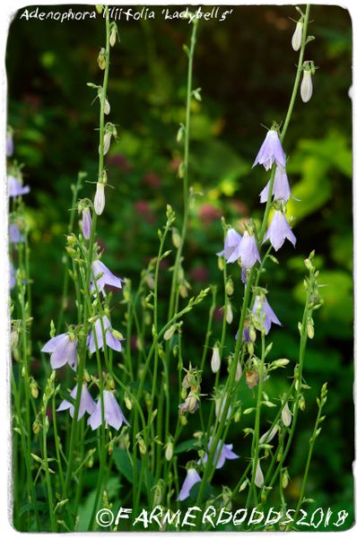 Adenophora liliifolia ‘Ladybells' 100+ SEEDS | Papaver Somniferum SEEDS ...