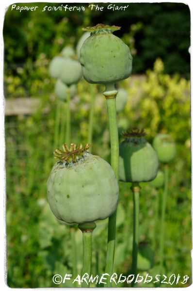 Pavot à opium Giganteum (Papaver somniferum)