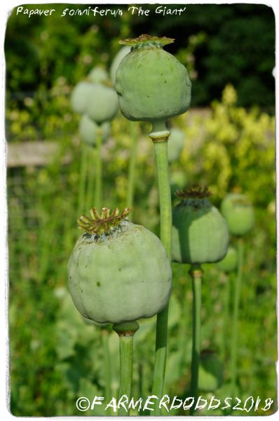 Papaver somniferum var. giganteum 'The Giant' 300+ SEEDS | Papaver ...