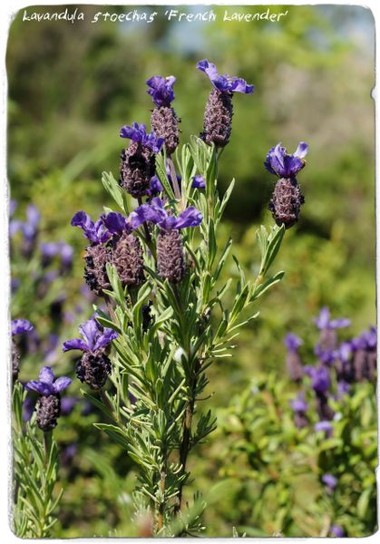 Lavandula Stoechas Greek Lavender Ex Olbia 100m Sardinia 100 Seeds Papaver Somniferum Seeds Poppy Herbs Fruit Wild Flowers