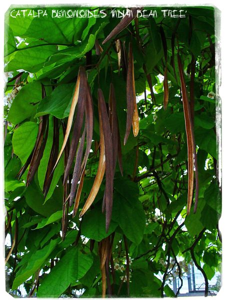 Catalpa bignonioides ‘Indian Bean Tree’ 50 SEEDS 