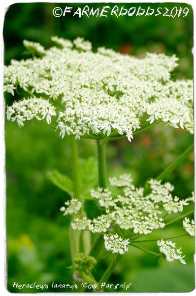 Heracleum lanatum 'Cow Parsnip' SEEDS | Papaver Somniferum SEEDS POPPY ...