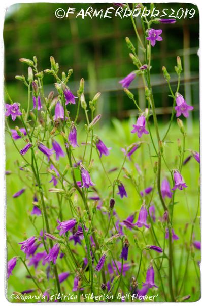 Campanula sibirica ‘Siberian Bellflower’ [Ex. Srednerusskaja ...