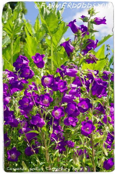 Canterbury Bells 'White' seeds - Campanula medium