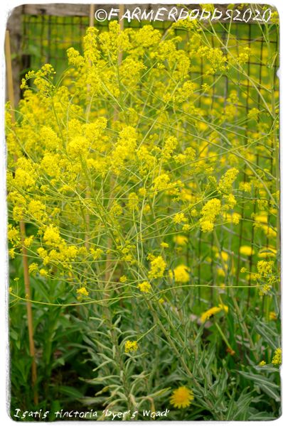 Isatis tinctoria ‘Dyer's Woad’ [Olbia, Sardinia, Italy] 40 SEEDS ...